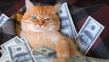 Mem z kotem stał się podstawą do ekonomicznej gry na TikToku. Nie rozumiecie? Ja też nie