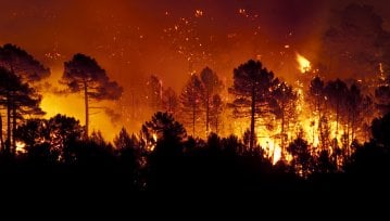 Lasy płoną na potegę – AI zaalarmuje nim dojdzie do tragedii