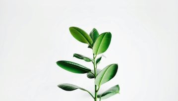 Oto pierwsza sztuczna roślina. Sprawdź, co produkuje zamiast tlenu