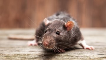 Mały szczur z wielkim przyrodzeniem, czyli fatalna wpadka naukowców