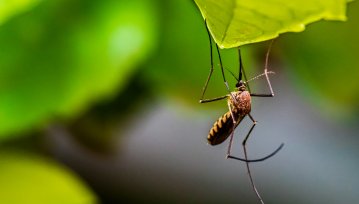 Jak samica komara Cię namierza? Oto mechanizm działania