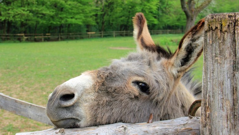 Biznes po "januszowemu" - czyli dlaczego ten, kto kupuje taniej... kupuje drożej?